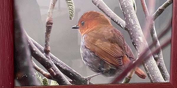 野鳥の写真