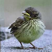 野鳥の写真